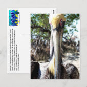 Carte Postale Sanctuaire d'oiseaux pélicans Clé Largo, Floride C (Devant / Derrière)