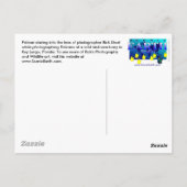 Carte Postale Sanctuaire d'oiseaux pélicans Clé Largo, Floride C (Dos)