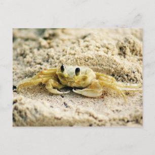 Carte Postale Sand Crab, Curacao, Caribbean islands, Photo