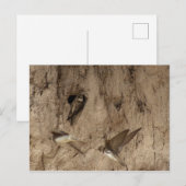 Carte postale Sand martin (Devant / Derrière)