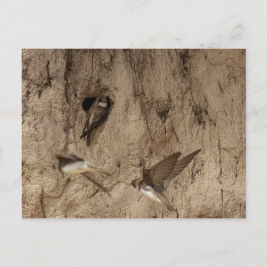 Carte postale Sand martin (Devant)