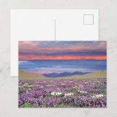 Carte Postale Sand Verbena & Dune Primrose Fleurs sauvages au co (Devant / Derrière)