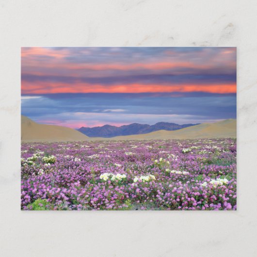 Carte Postale Sand Verbena & Dune Primrose Fleurs sauvages au co (Devant)