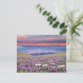 Carte Postale Sand Verbena & Dune Primrose Fleurs sauvages au co (Debout devant)