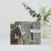 Carte Postale Sandburg Connemara Fermes de chèvre laitière (Debout devant)