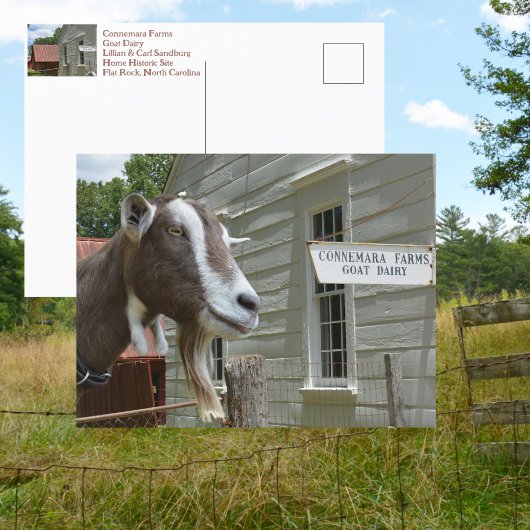 Carte Postale Sandburg Connemara Fermes de chèvre laitière