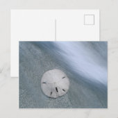 Carte Postale Sanddollar sur la plage | Sanibel Island, Floride (Devant / Derrière)