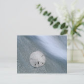 Carte Postale Sanddollar sur la plage | Sanibel Island, Floride (Debout devant)