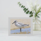 Carte Postale Sanderling (Debout devant)