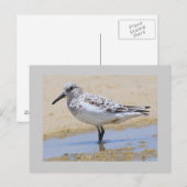 Carte Postale Sanderling (Devant / Derrière)