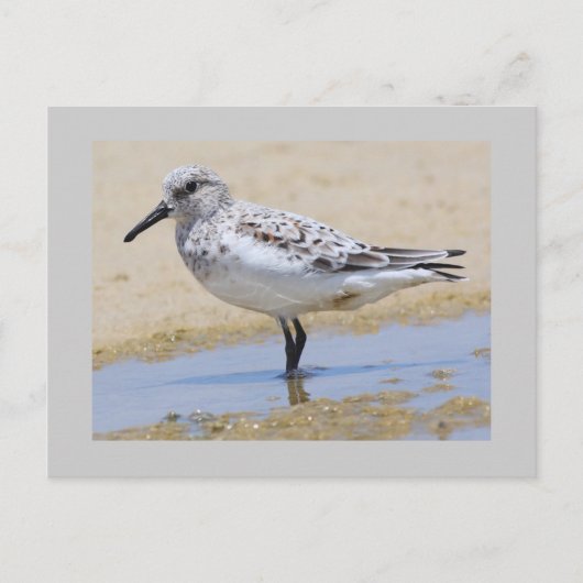 Carte Postale Sanderling (Devant)