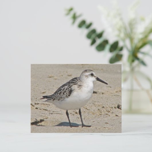 Carte Postale Sanderling (Debout devant)