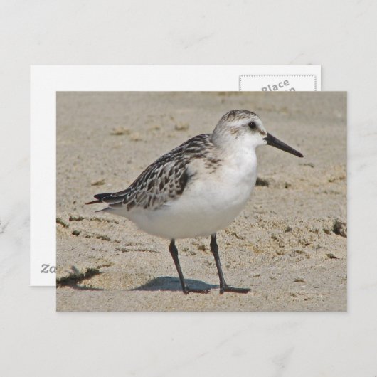 Carte Postale Sanderling (Devant / Derrière)