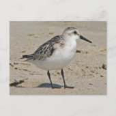 Carte Postale Sanderling (Devant)