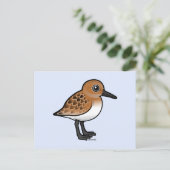Carte Postale Sanderling (Debout devant)