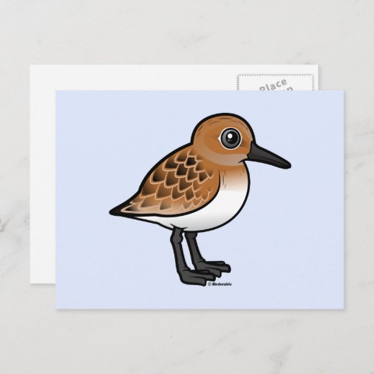 Carte Postale Sanderling (Devant / Derrière)