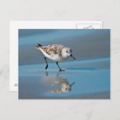 Carte Postale Sanderling (Calidris Albe) alimentant sur la plage (Devant / Derrière)