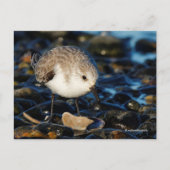 Carte Postale Sanderling Sandpiper Dines sur la palourde à la pl (Devant)