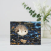 Carte Postale Sanderling Sandpiper Dines sur la palourde à la pl (Debout devant)