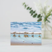 Carte Postale Sanders Longeant La Plage (Debout devant)