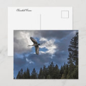 CARTE POSTALE SANDHILL CRANE (Devant / Derrière)