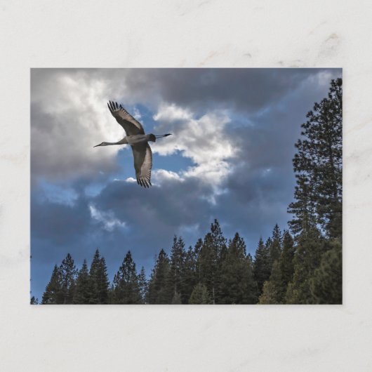 CARTE POSTALE SANDHILL CRANE (Devant)