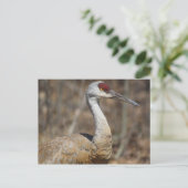 Carte postale Sandhill Crane (Debout devant)