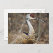 Carte postale Sandhill Crane (Devant / Derrière)