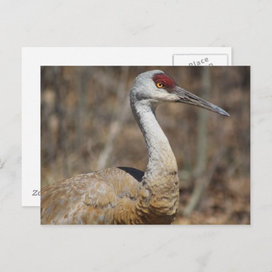 Carte postale Sandhill Crane (Devant / Derrière)