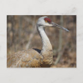 Carte postale Sandhill Crane (Devant)