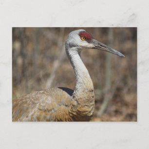 Carte postale Sandhill Crane