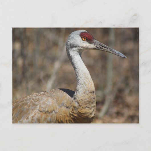 Carte postale Sandhill Crane (Devant)