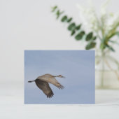 Carte postale Sandhill Crane (Debout devant)