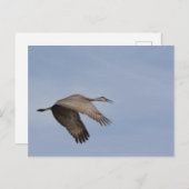 Carte postale Sandhill Crane (Devant / Derrière)