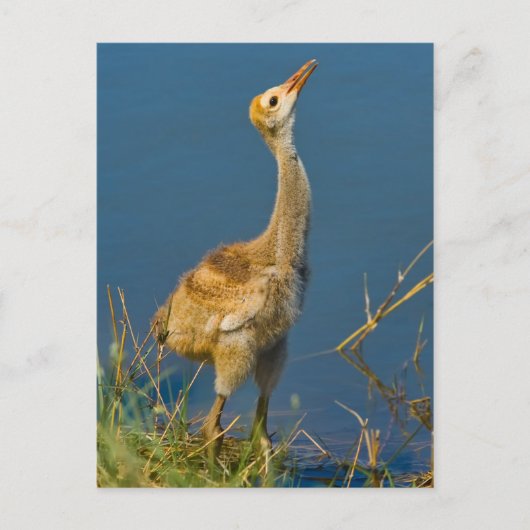 Carte postale Sandhill Crane Chick (Devant)