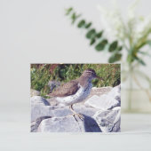 Carte postale Sandpiper 1 tacheté (Debout devant)