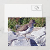 Carte postale Sandpiper 1 tacheté (Devant / Derrière)