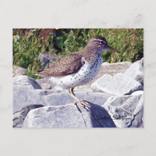 Carte postale Sandpiper 1 tacheté