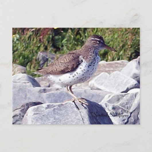 Carte postale Sandpiper 1 tacheté (Devant)