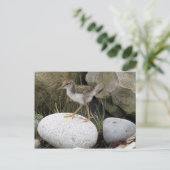 Carte postale Sandpiper Chick (Debout devant)