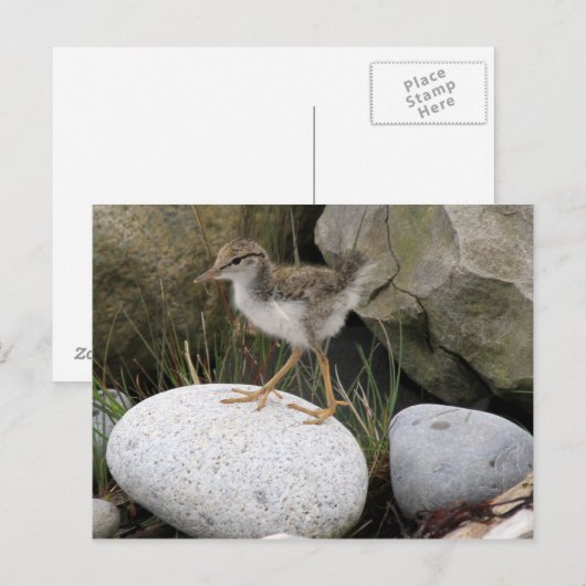 Carte postale Sandpiper Chick (Devant / Derrière)