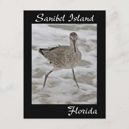 Carte postale Sandpiper de l'île de Sanibel (Devant)