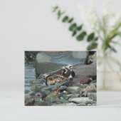 Carte Postale Sandpiper Ruddy Turnstone (Debout devant)