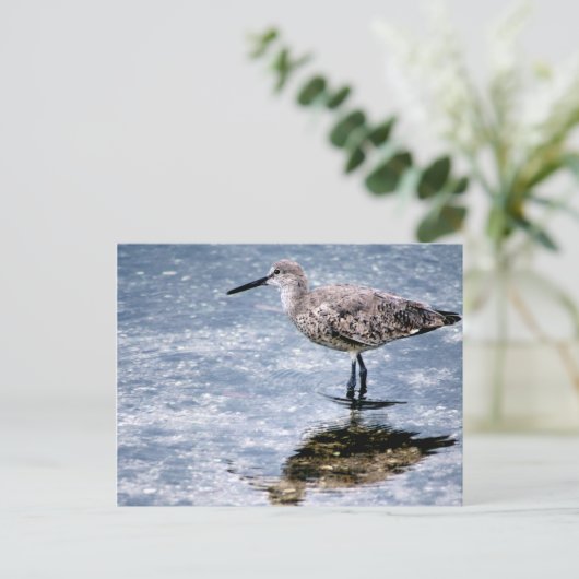 Carte Postale Sandpipper (Debout devant)