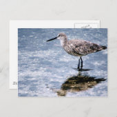 Carte Postale Sandpipper (Devant / Derrière)