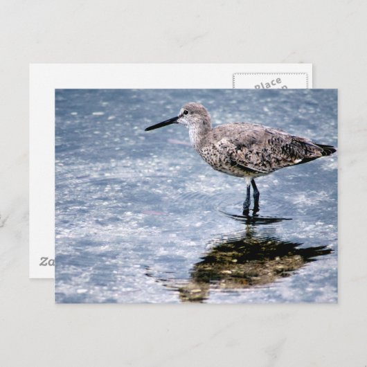 Carte Postale Sandpipper (Devant / Derrière)