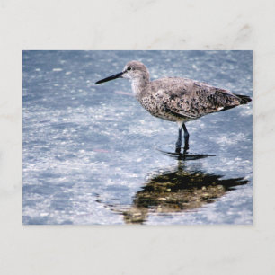 Carte Postale Sandpipper