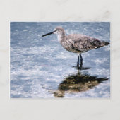 Carte Postale Sandpipper (Devant)