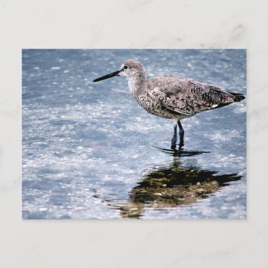 Carte Postale Sandpipper (Devant)