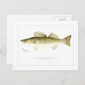 Carte Postale Sandre Ou Pike Mur-eyed (Devant / Derrière)